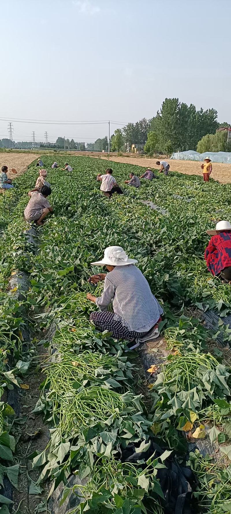 开封尉氏万亩脱毒红薯苗育苗基地优选直供，龙九，西瓜红等