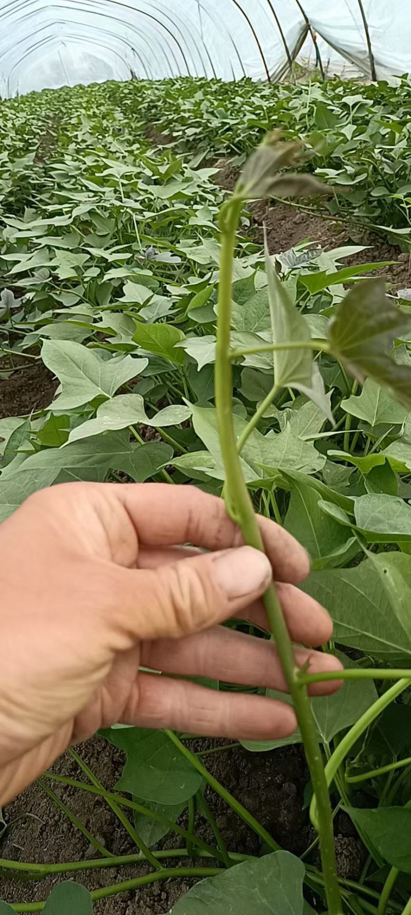 开封尉氏万亩脱毒红薯苗育苗基地优选直供，龙九，西瓜红等
