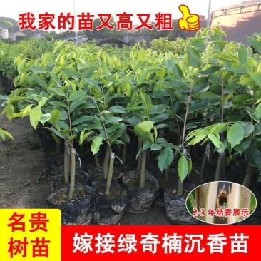 正宗嫁接奇楠沉香树苗香霸树心奇红骨凹身白奇楠一代奇楠结香