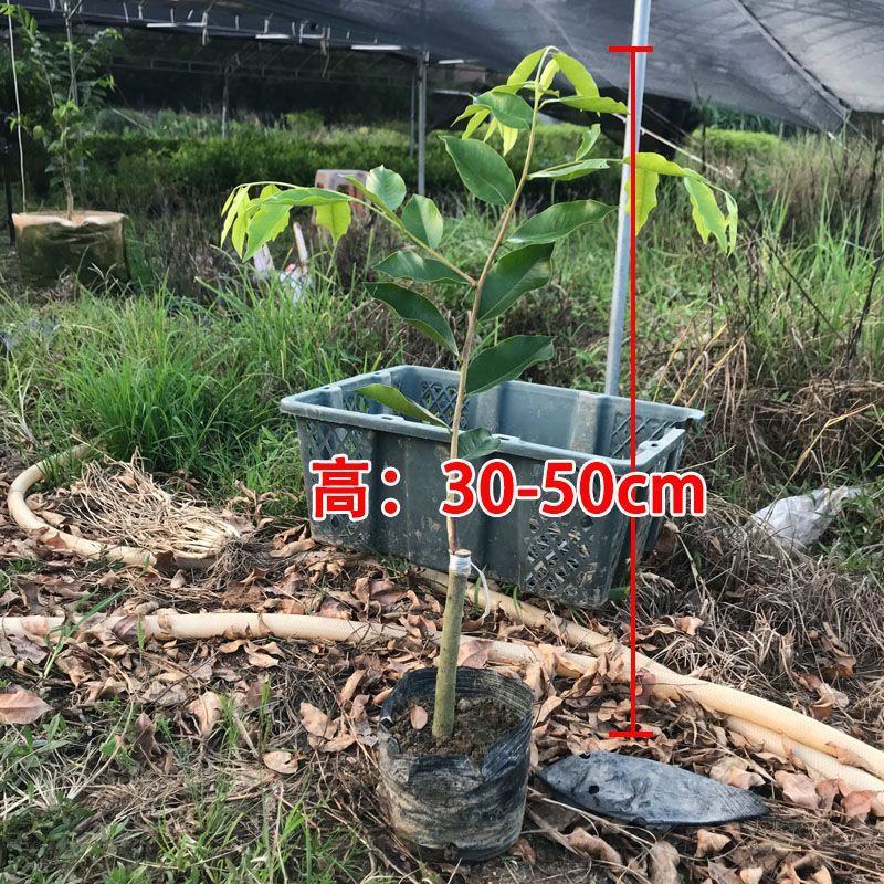 正宗嫁接奇楠沉香树苗香霸树心奇红骨凹身白奇楠一代奇楠结香