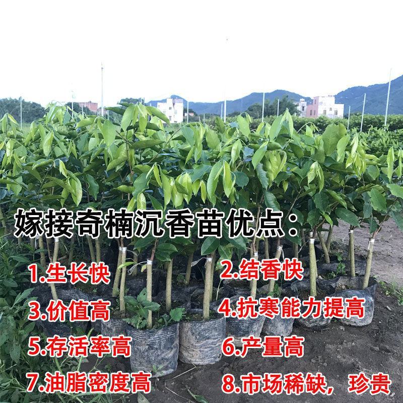 正宗嫁接奇楠沉香树苗香霸树心奇红骨凹身白奇楠一代奇楠结香