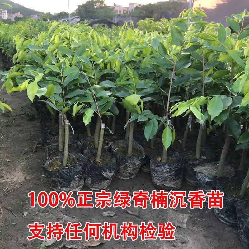 正宗嫁接奇楠沉香树苗香霸树心奇红骨凹身白奇楠一代奇楠结香