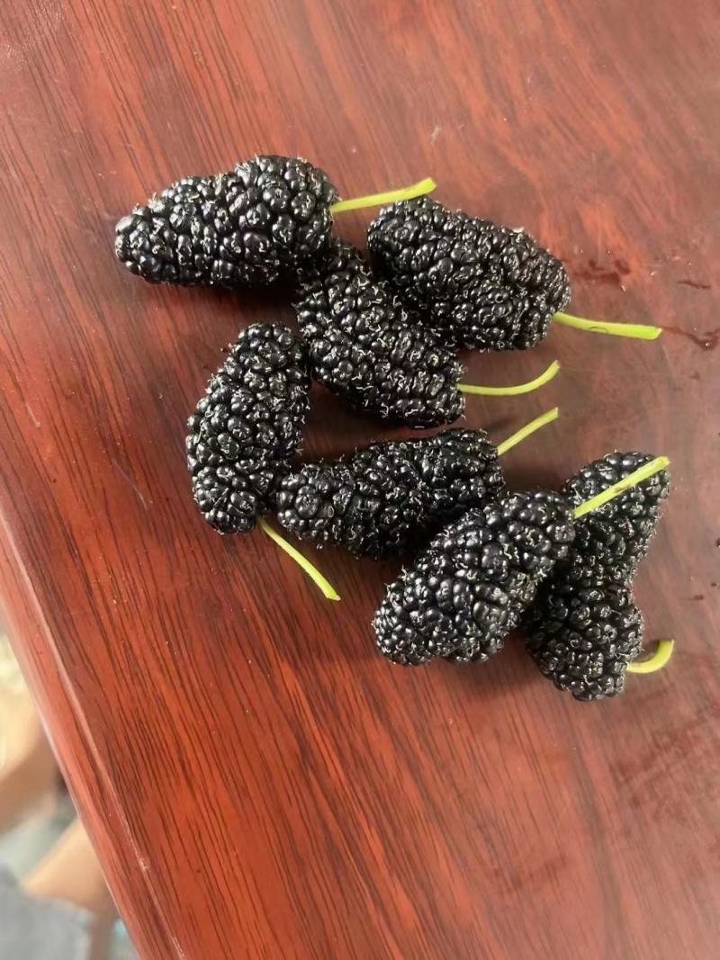 桑葚，大凉山德昌桑葚，国家地理标志，黑桑葚。桑葚子