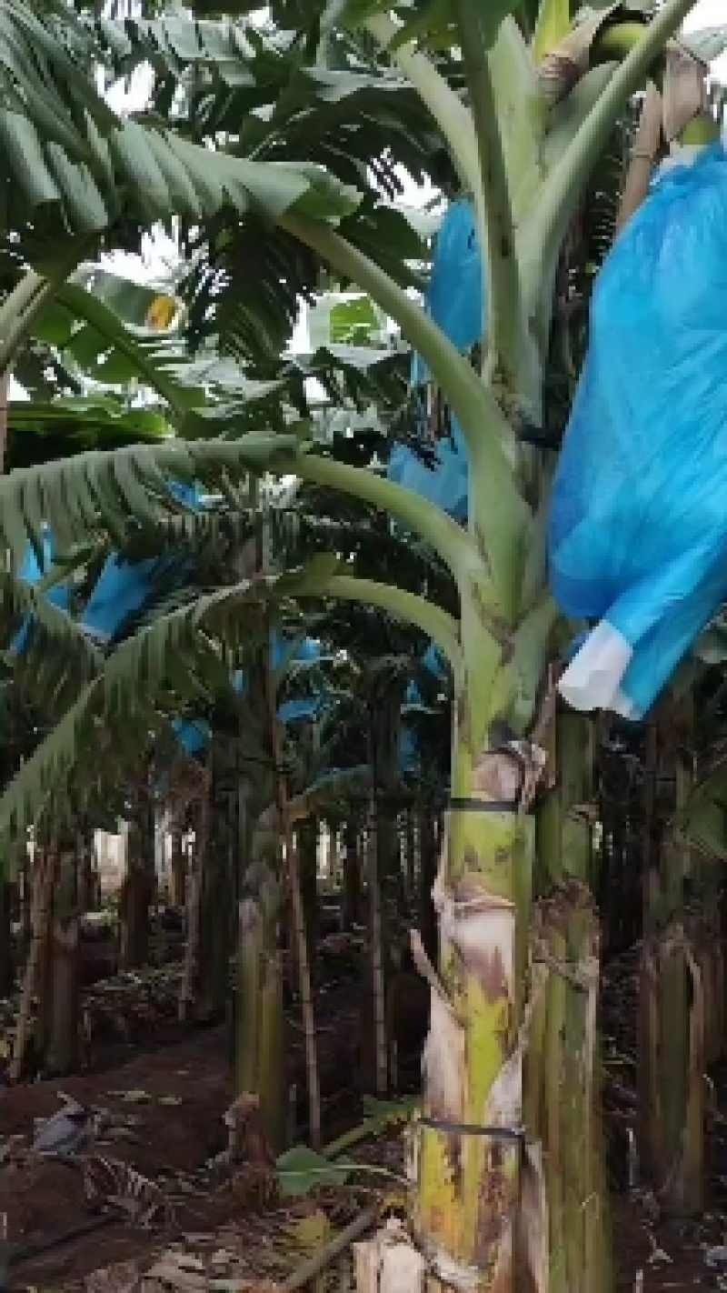 广东省湛江精品粉蕉大量上市/苹果蕉大量上市/长期稳定供货