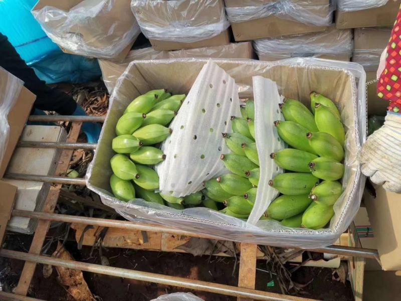 广东省湛江精品粉蕉大量上市/苹果蕉大量上市/长期稳定供货