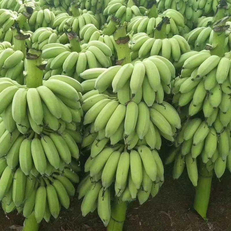 广东省湛江精品粉蕉大量上市/苹果蕉大量上市/长期稳定供货