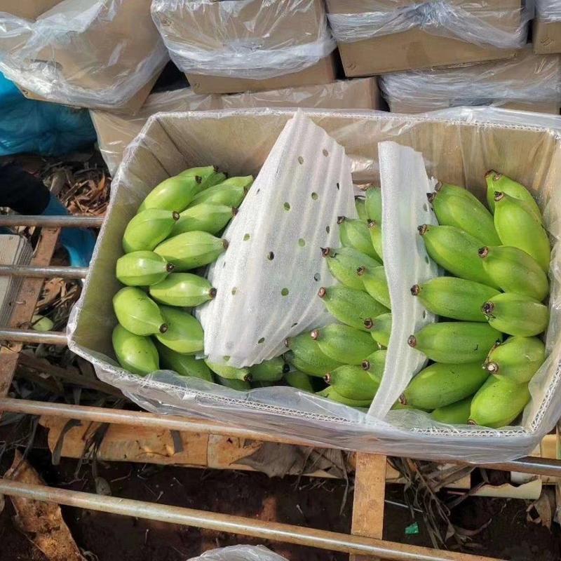 广东省湛江精品粉蕉大量上市/苹果蕉大量上市/长期稳定供货