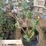 月季地被丰花大花藤本微型等观赏植物