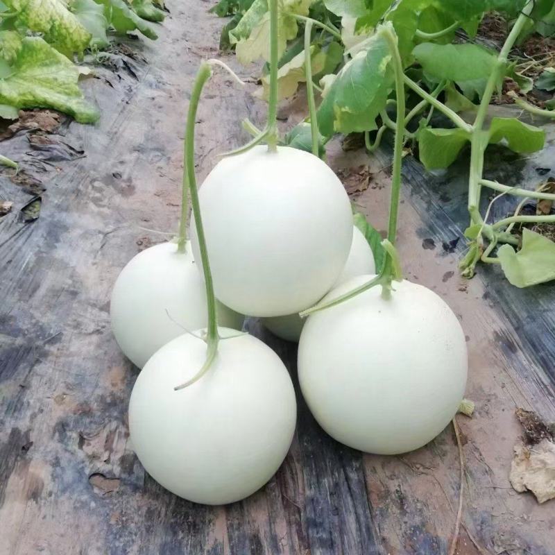 高糖度°玉菇甜瓜，头茬，诚信代办，。。。。