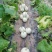 高糖度°玉菇甜瓜，头茬，诚信代办，。。。。