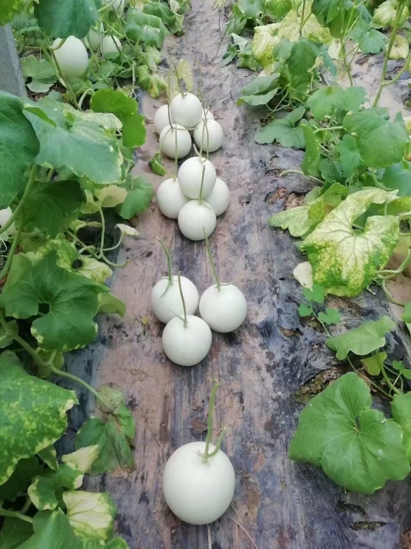 高糖度°玉菇甜瓜，头茬，诚信代办，。。。。
