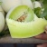 高糖度°玉菇甜瓜，头茬，诚信代办，。。。。