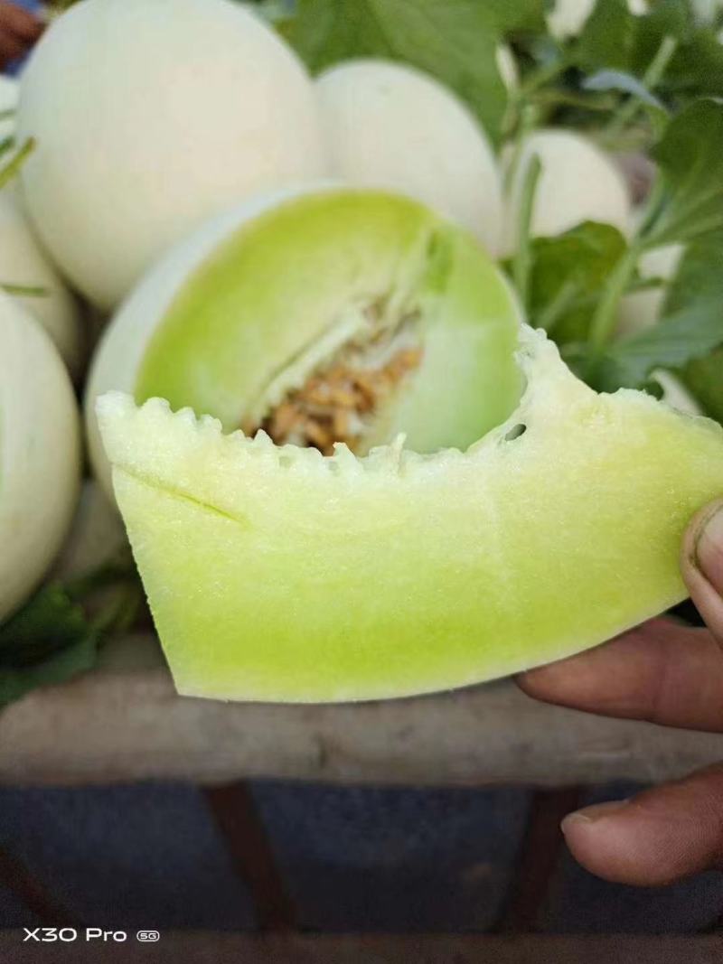 高糖度°玉菇甜瓜，头茬，诚信代办，。。。。