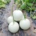 高糖度°玉菇甜瓜，头茬，诚信代办，。。。。