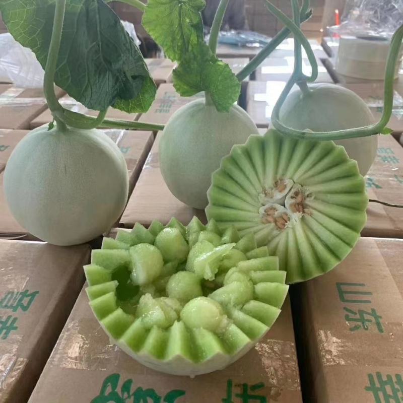 高糖度°玉菇甜瓜，头茬，诚信代办，。。。。