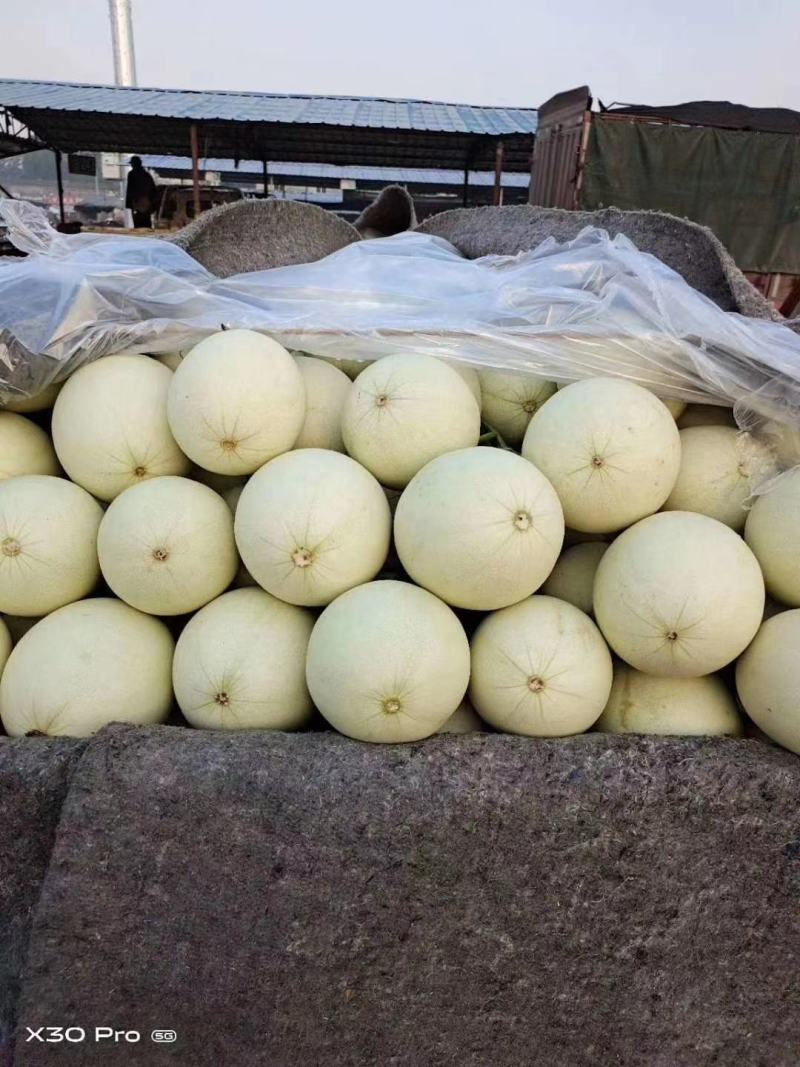 高糖度°玉菇甜瓜，头茬，诚信代办，。。。。
