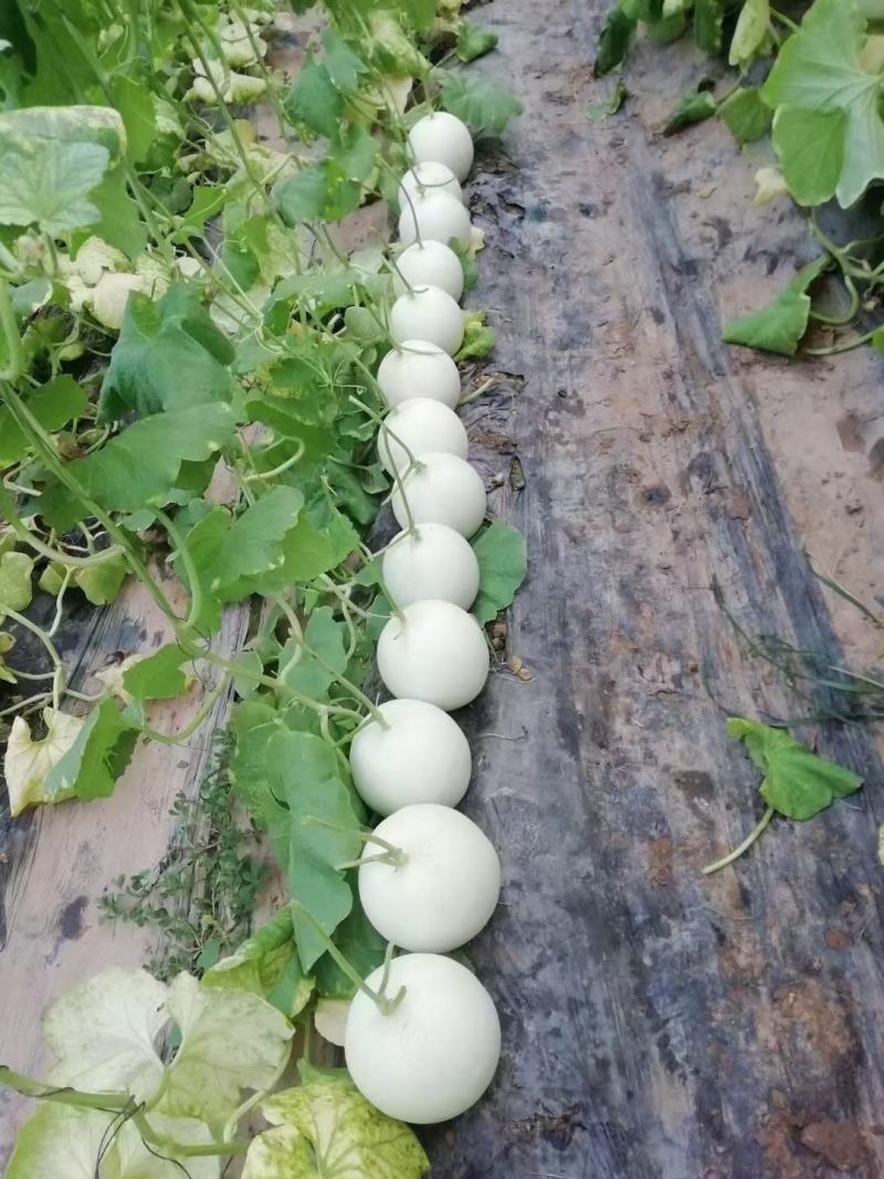 高糖度°玉菇甜瓜，头茬，诚信代办，。。。。