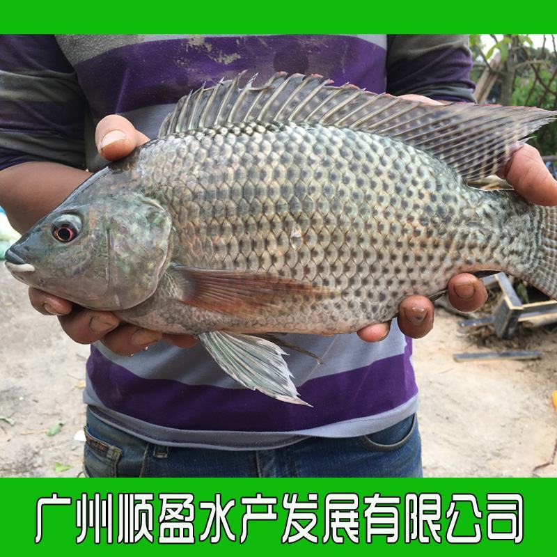 罗非鱼苗海南一号新吉富抗病强精选优质雄性快大脆肉罗非鱼苗