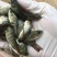 罗非鱼苗海南一号新吉富抗病强精选优质雄性快大脆肉罗非鱼苗