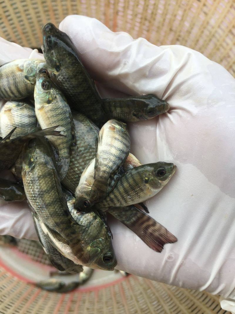 罗非鱼苗海南一号新吉富抗病强精选优质雄性快大脆肉罗非鱼苗
