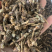 冬花款冬花量大可商议，私聊价格可优惠