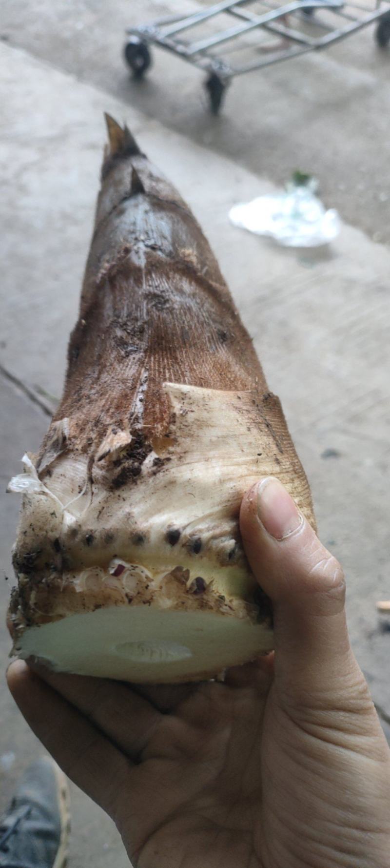 自己种的笋子