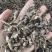 冬花款冬花量大可商议，私聊价格可优惠