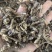 冬花款冬花量大可商议，私聊价格可优惠