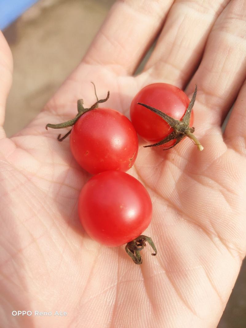 高糖度°玉菇甜瓜，头茬，诚信代办，。。。。