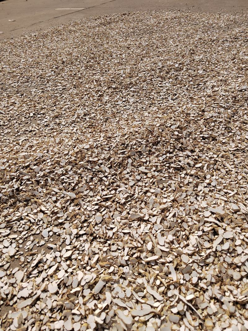 山药片产地加工铁杆山药毛条片全国发货