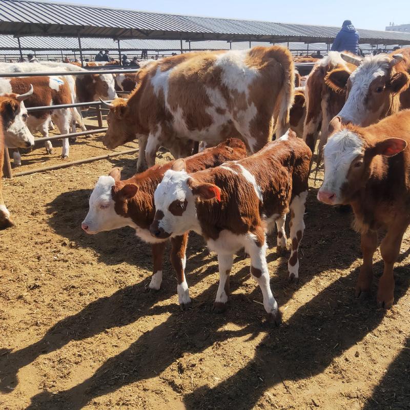 500斤牛犊多少钱，西门塔尔牛小牛犊活牛犊，牛莽子，条子