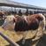500斤牛犊多少钱，西门塔尔牛小牛犊活牛犊，牛莽子，条子