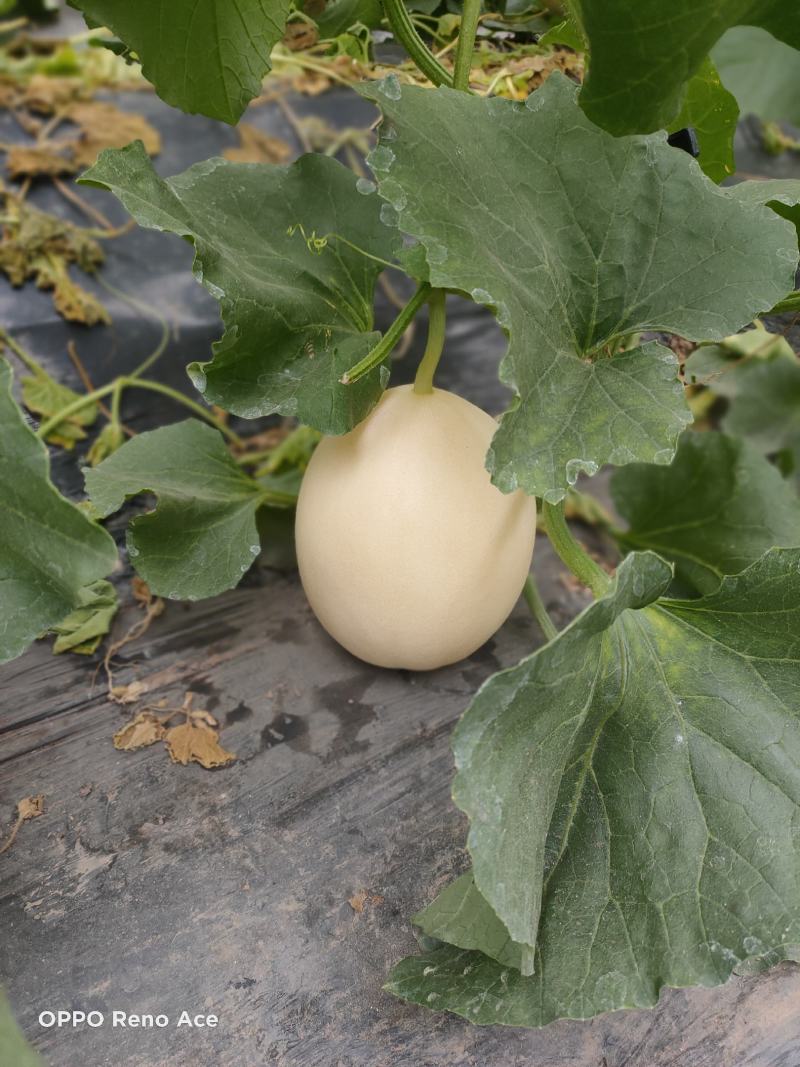 头茬东方蜜甜瓜，高糖度货大量上市，东方蜜甜瓜