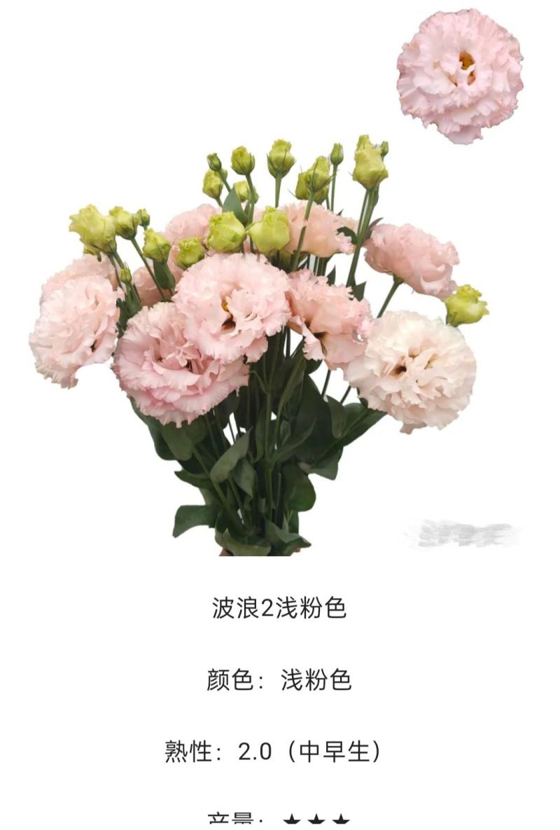 洋桔梗种苗发货带苗盘用于园林工程绿化花束全国发货