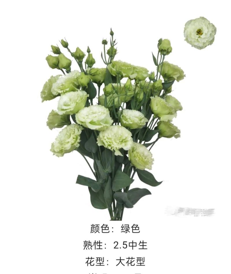 洋桔梗种苗发货带苗盘用于园林工程绿化花束全国发货