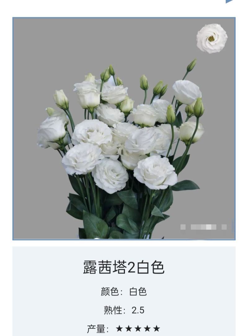 洋桔梗种苗发货带苗盘用于园林工程绿化花束全国发货