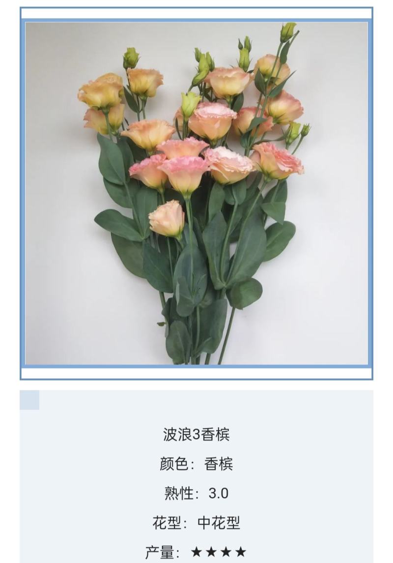 洋桔梗种苗发货带苗盘用于园林工程绿化花束全国发货