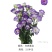 洋桔梗种苗发货带苗盘用于园林工程绿化花束全国发货
