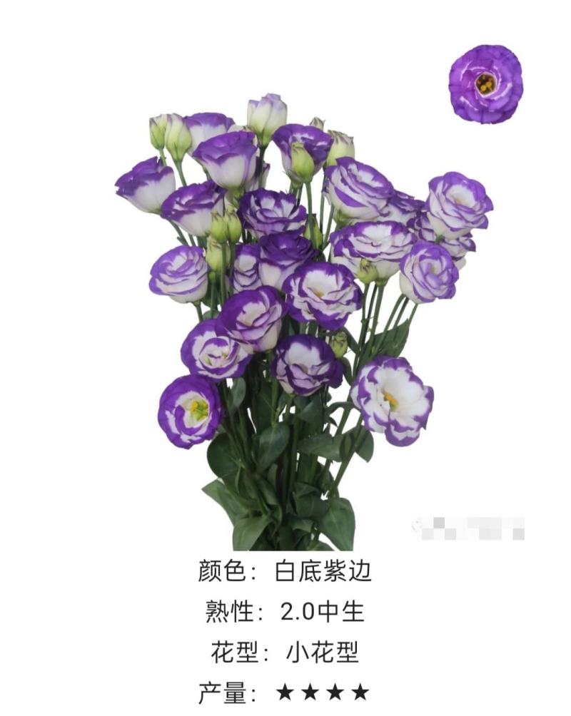 洋桔梗种苗发货带苗盘用于园林工程绿化花束全国发货