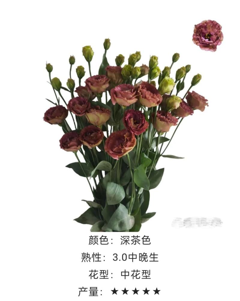 洋桔梗种苗发货带苗盘用于园林工程绿化花束全国发货