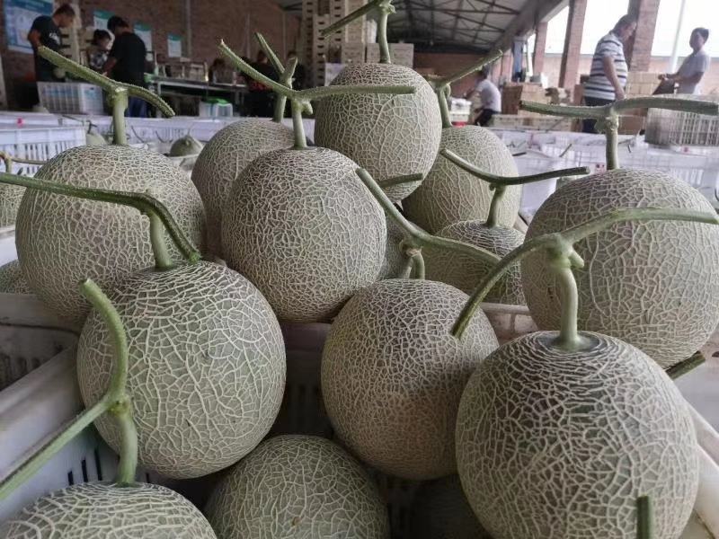 网纹瓜玫珑密瓜头茬上市高糖度网纹瓜。。。。