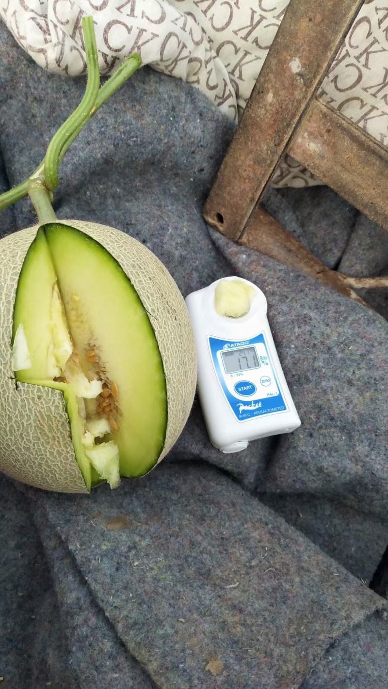 网纹瓜玫珑密瓜头茬上市高糖度网纹瓜。。。。