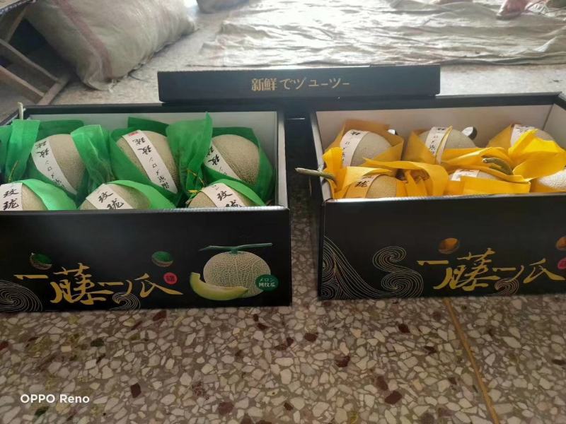 网纹瓜玫珑密瓜头茬上市高糖度网纹瓜。。。。