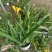 香雪兰喜温香气四溢色泽鲜艳基地现货供应