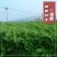 田箐种子，果园土壤改善碱菁涝豆耐涝耐旱耐盐碱田青牧草绿肥
