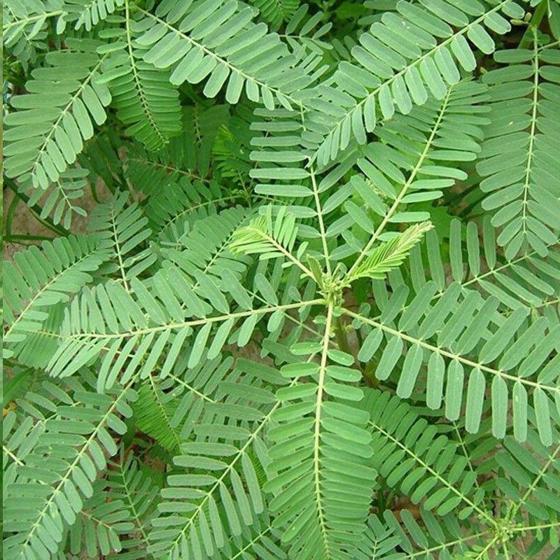 田箐种子，果园土壤改善碱菁涝豆耐涝耐旱耐盐碱田青牧草绿肥