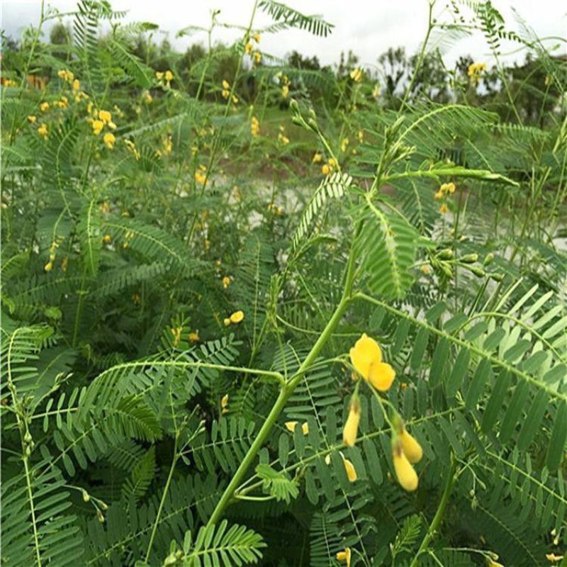 田箐种子，果园土壤改善碱菁涝豆耐涝耐旱耐盐碱田青牧草绿肥