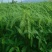 田箐种子，果园土壤改善碱菁涝豆耐涝耐旱耐盐碱田青牧草绿肥