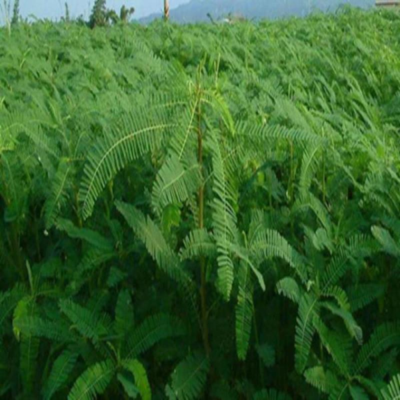 田箐种子，果园土壤改善碱菁涝豆耐涝耐旱耐盐碱田青牧草绿肥