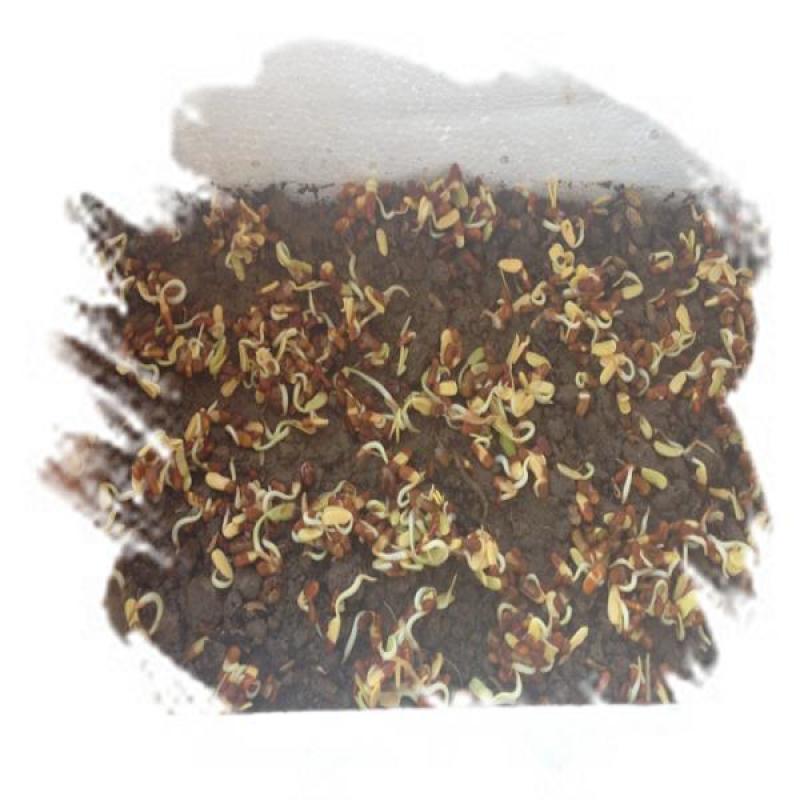 田箐种子，果园土壤改善碱菁涝豆耐涝耐旱耐盐碱田青牧草绿肥
